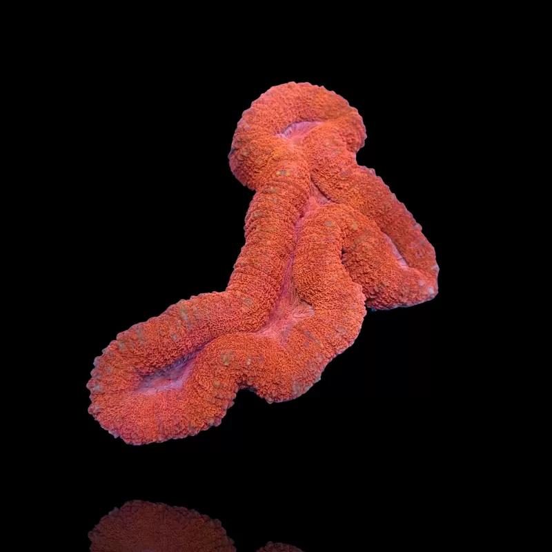 Lobophyllia sp. Red Australia kaufen? | Coralandfishstore.nl Lobophyllia sp. Red Australia kaufen? | Coralandfishstore.nl
