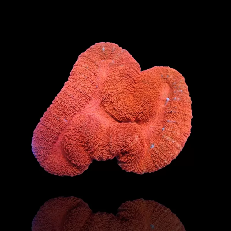 Lobophyllia sp. Red Australia kaufen? | Coralandfishstore.nl Lobophyllia sp. Red Australia kaufen? | Coralandfishstore.nl