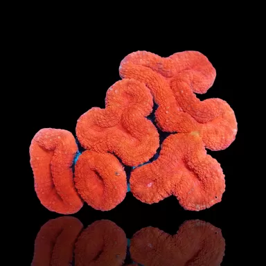 Lobophyllia sp. Red Australia kaufen? | Coralandfishstore.nl