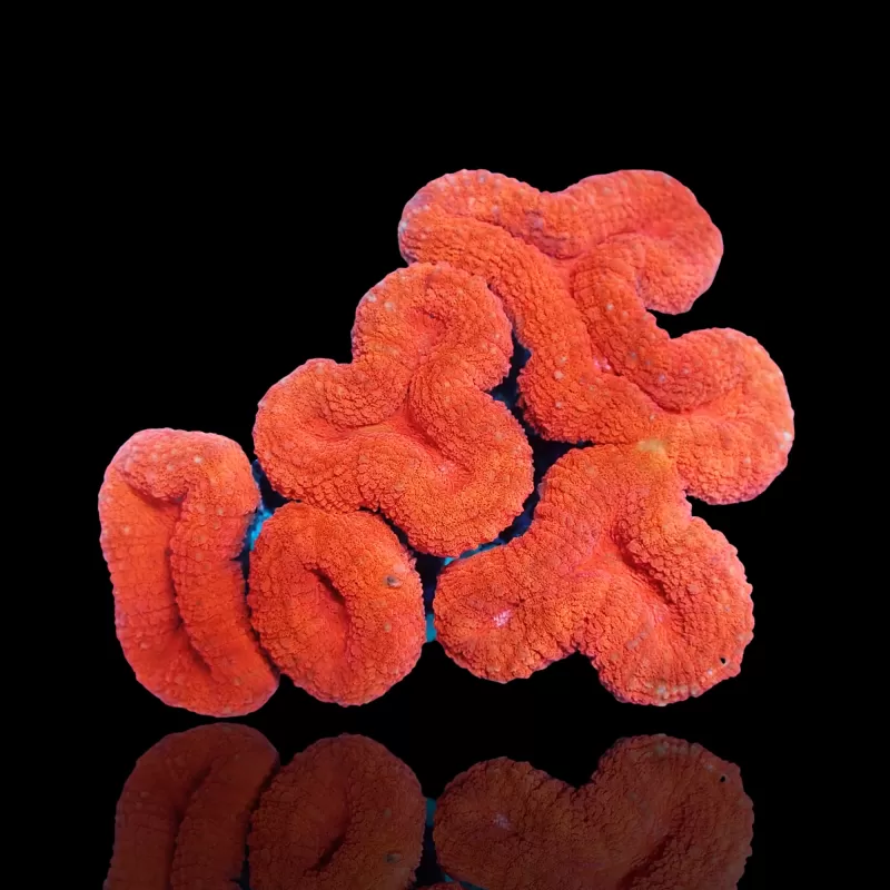 Lobophyllia sp. Red Australia kaufen? | Coralandfishstore.nl Lobophyllia sp. Red Australia kaufen? | Coralandfishstore.nl