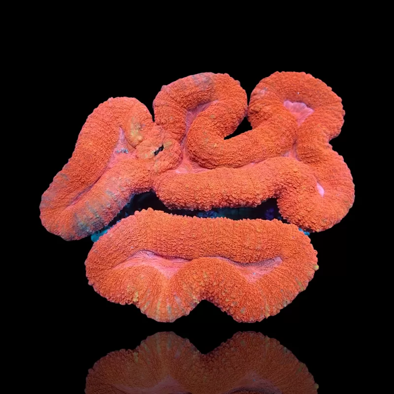 Lobophyllia sp. Red Australia kaufen? | Coralandfishstore.nl Lobophyllia sp. Red Australia kaufen? | Coralandfishstore.nl