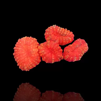 Lobophyllia sp. Red Australia kaufen? | Coralandfishstore.nl