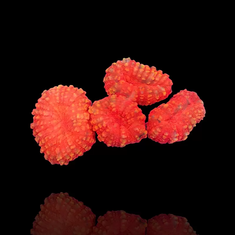 Lobophyllia sp. Red Australia kaufen? | Coralandfishstore.nl Lobophyllia sp. Red Australia kaufen? | Coralandfishstore.nl