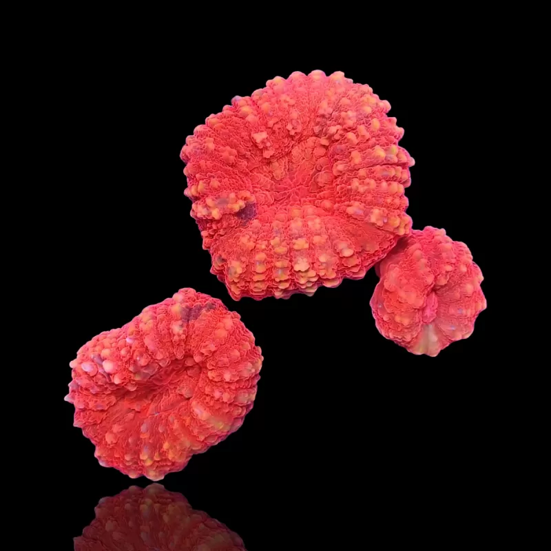 Lobophyllia sp. Red Australië kopen | Coralandfishstore.nl Lobophyllia sp. Red Australië kopen | Coralandfishstore.nl