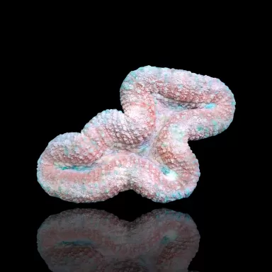 Lobophyllia sp. Pink - Australie kopen | Coralandfishstore.nl