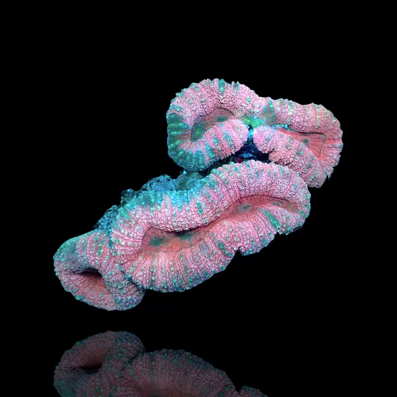 Lobophyllia sp. Kaufen Sie Pink - Australien | Coralandfishstore.nl Lobophyllia sp. Kaufen Sie Pink - Australien | Coralandfishstore.nl
