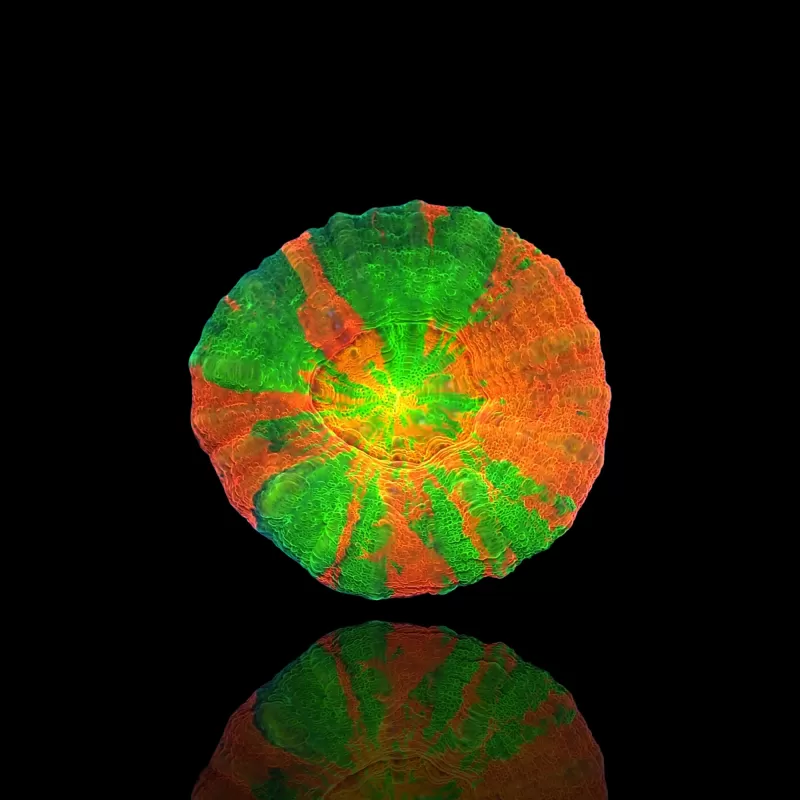 Kaufen Sie Scolimia Australis Ultra Colors | Coralandfishstore.nl Kaufen Sie Scolimia Australis Ultra Colors | Coralandfishstore.nl
