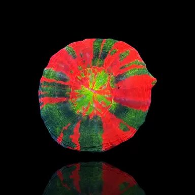 Scolimia Australis Ultra Colors  kopen | Coralandfishstore.nl