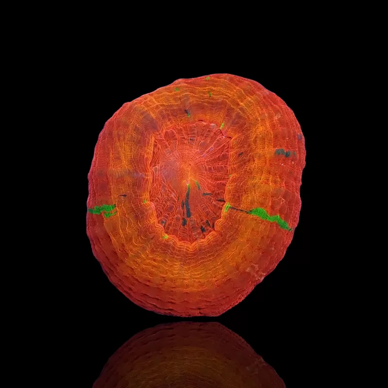 Kaufen Sie Scolimia australis rot | Coralandfishstore.nl Kaufen Sie Scolimia australis rot | Coralandfishstore.nl