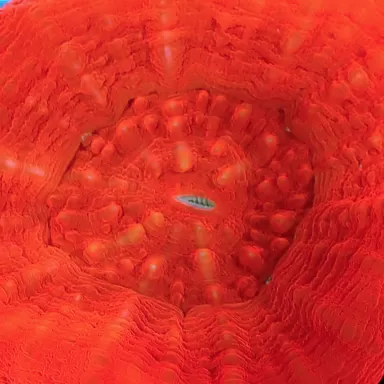 Kaufen Sie Scolimia australis rot | Coralandfishstore.nl