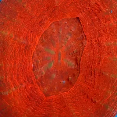 Scolimia australis red  kopen | Coralandfishstore.nl