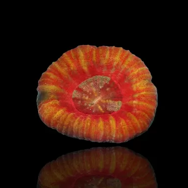 Scolimia australis red  kopen | Coralandfishstore.nl