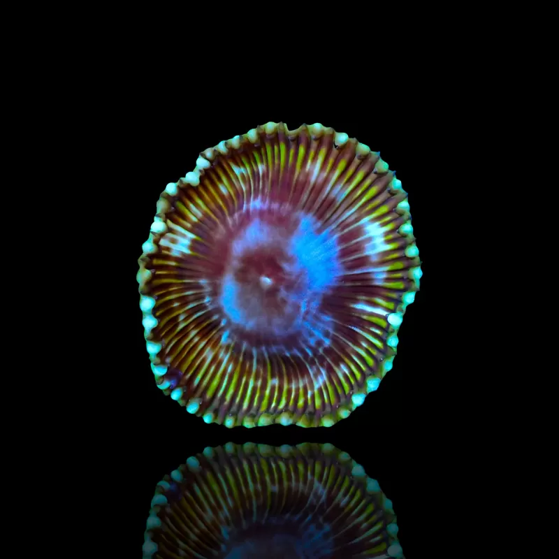 Möchten Sie Protopalythoa Grandis bestellen? l Coralandfishstore.nl Möchten Sie Protopalythoa Grandis bestellen? l Coralandfishstore.nl