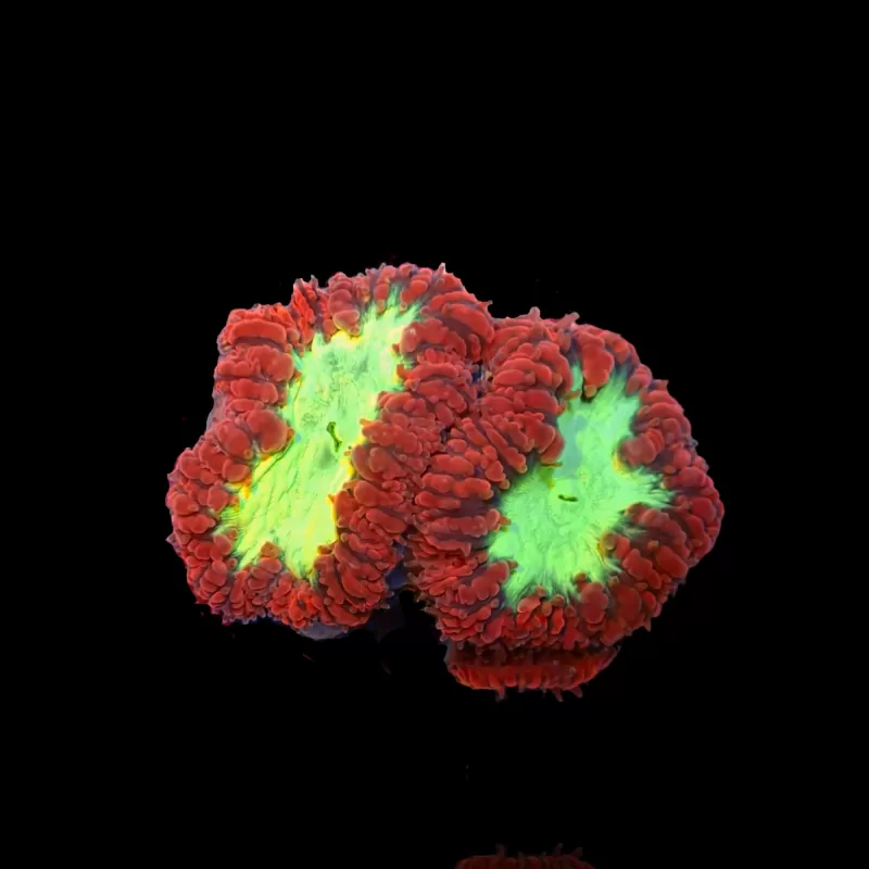 Blastomussa sp. Red Ultra| Coralandfishstore.nl Blastomussa sp. Red Ultra| Coralandfishstore.nl