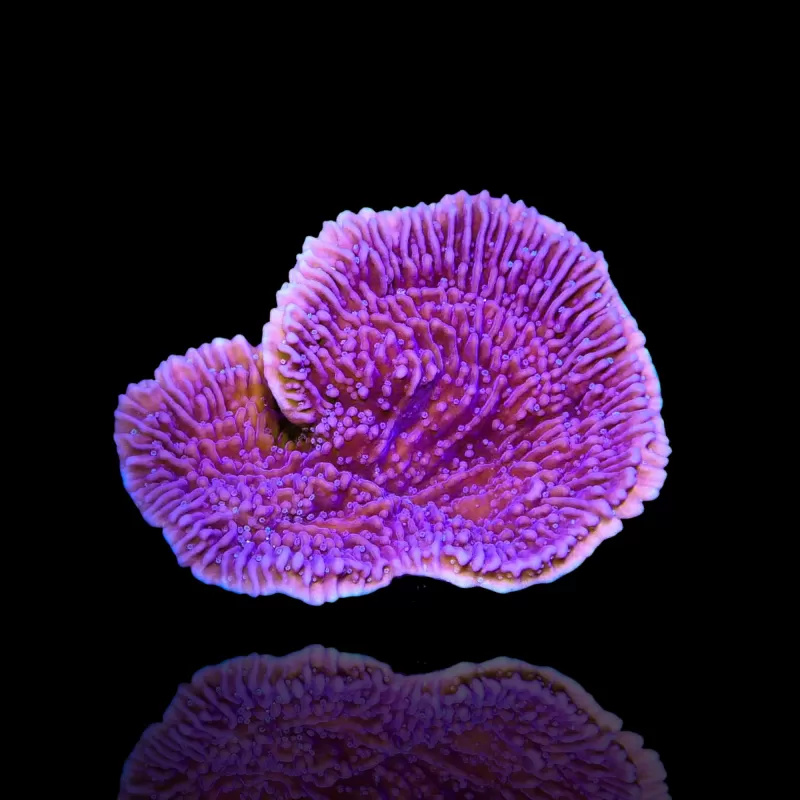 Montipora Purple