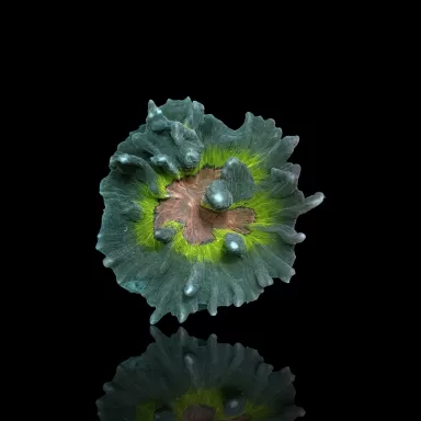 Pectinia M-size Kopen ? |Coralandfishstore.nl