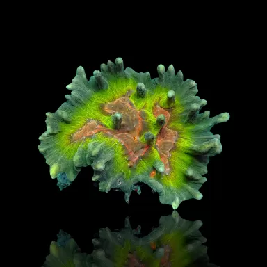 Pectinia M-size Kopen ? |Coralandfishstore.nl