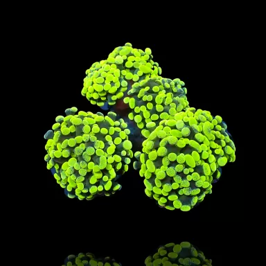 Euphyllia Paraancora Ultra Neon Groen