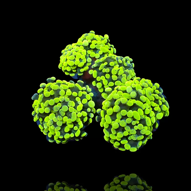 Kaufen Sie Euphyllia paraancora Neongrün | Coralandfishstore.nl Kaufen Sie Euphyllia paraancora Neongrün | Coralandfishstore.nl