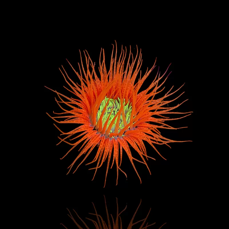 Cerianthus Membranaceus Ultra Orange Cerianthus Membranaceus Ultra Orange