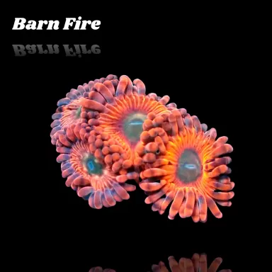 Zoanthus Barn Fire Frag S-size kopen | Coralandfishstore.nl