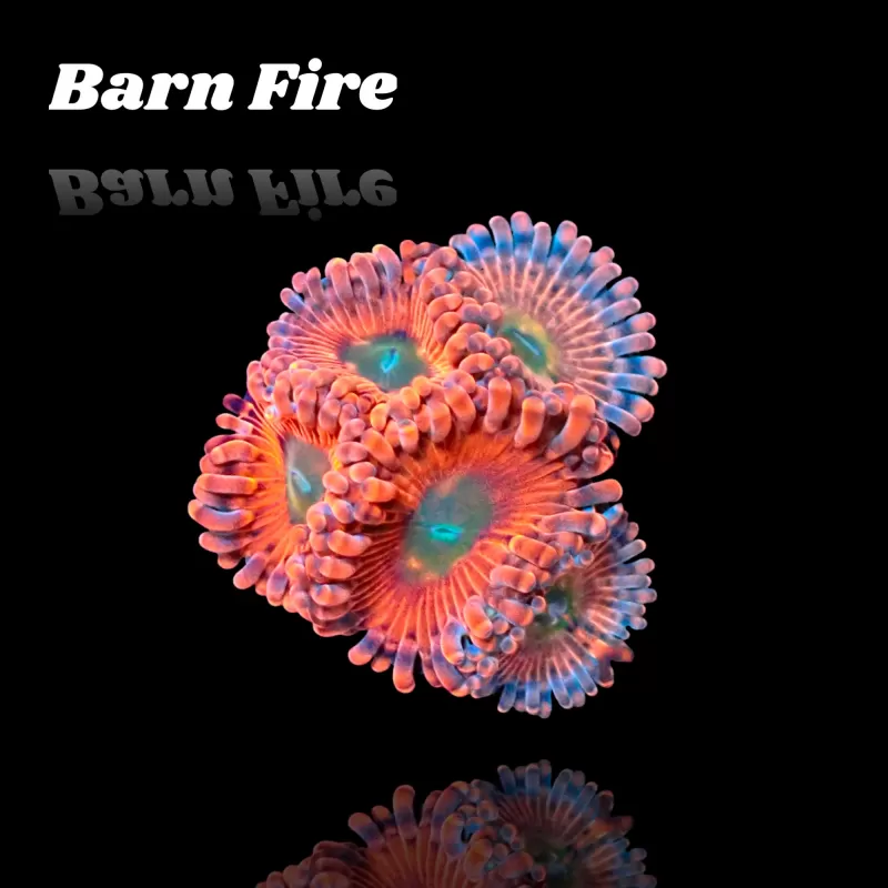 Kaufen Sie Zoanthus Barn Fire Frag S-Größe | Coralandfishstore.nl Kaufen Sie Zoanthus Barn Fire Frag S-Größe | Coralandfishstore.nl