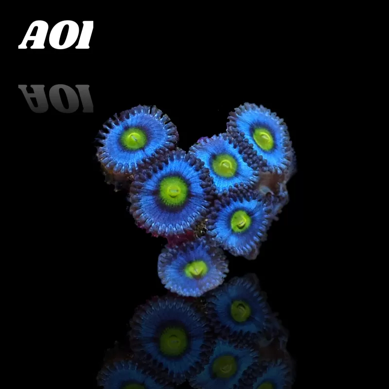 Kaufen Sie Zoanthus AOI Frag S-Größe | Coralandfishstore.nl Kaufen Sie Zoanthus AOI Frag S-Größe | Coralandfishstore.nl