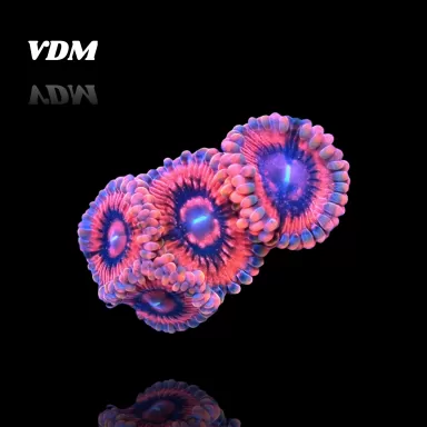 Zoanthus VDM Frag S-size