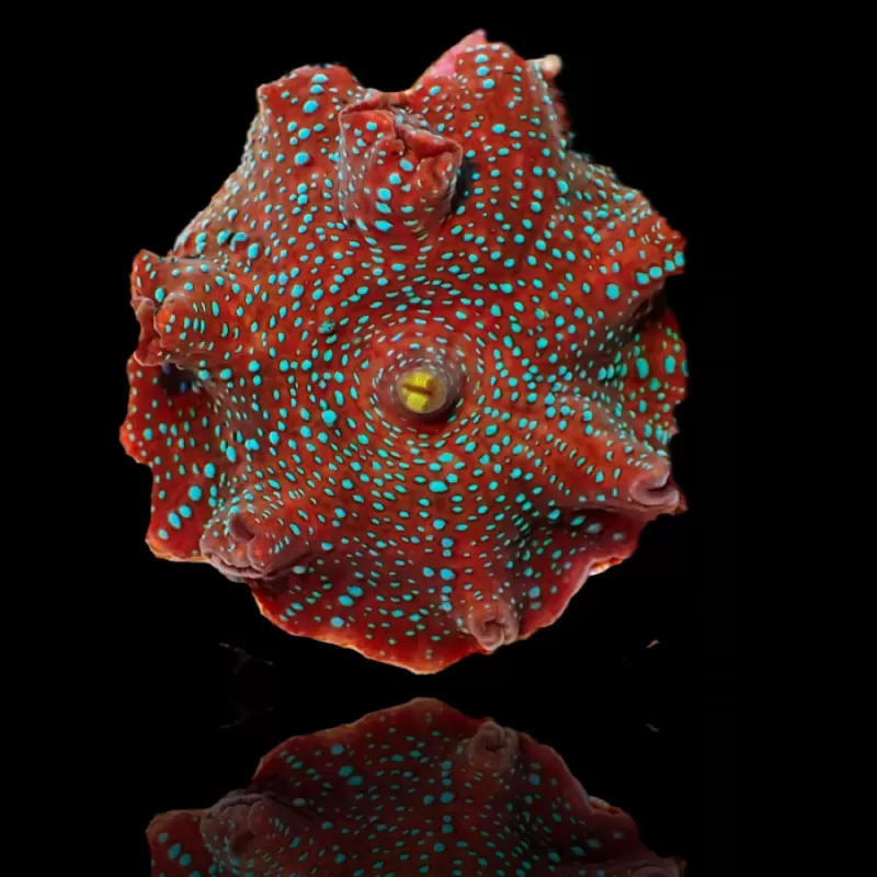 Discosoma Red with Blue Spots - 1 oor Discosoma Red with Blue Spots - 1 oor