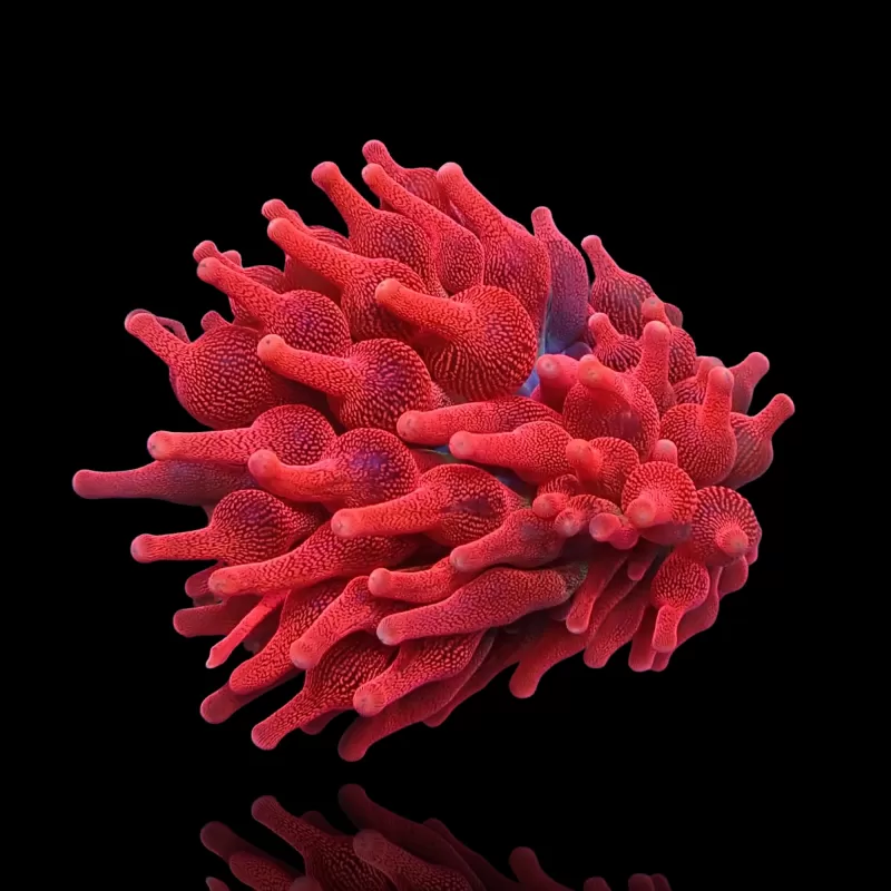 Kaufen Sie Entacmaea quadricolor Red M-Größe | Coralandfishstore.nl Kaufen Sie Entacmaea quadricolor Red M-Größe | Coralandfishstore.nl