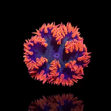 Möchten Sie Epicystis Crucifer Anemone Red Rim bestellen? l Coralandfishstore.nl