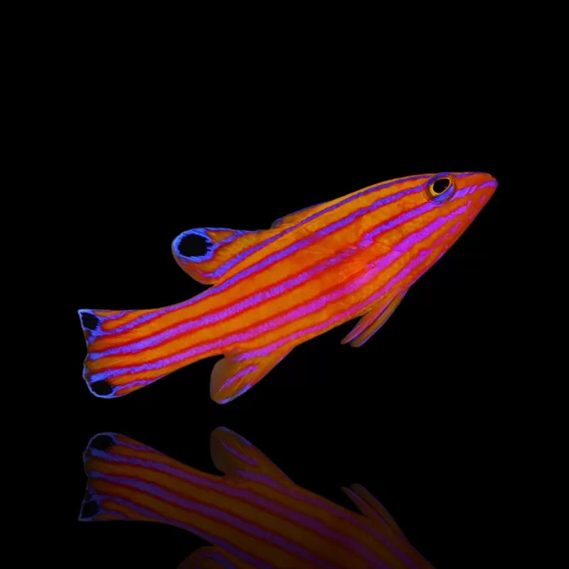 Kaufen Sie Liopropoma Carmabi | Coralandfishstore.nl Kaufen Sie Liopropoma Carmabi | Coralandfishstore.nl
