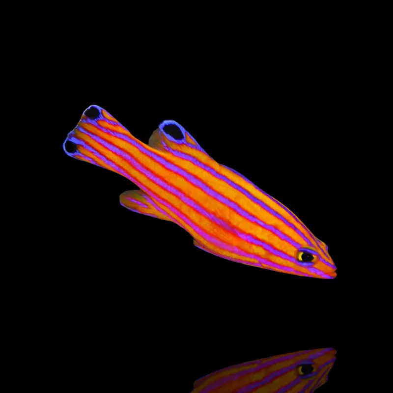 Kaufen Sie Liopropoma Carmabi | Coralandfishstore.nl Kaufen Sie Liopropoma Carmabi | Coralandfishstore.nl