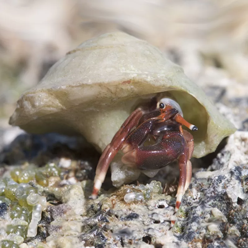 Calcinus Tibicen