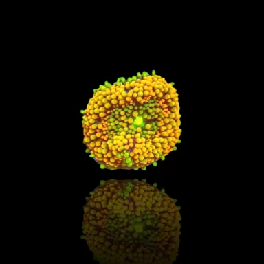 Ricordea Florida Fluo Orange kaufen | Coralandfishstore.nl