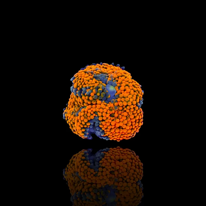 Ricordea Florida Fluo Orange kaufen | Coralandfishstore.nl Ricordea Florida Fluo Orange kaufen | Coralandfishstore.nl