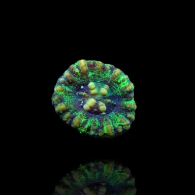 Scolymia WA Mini Green kaufen? | Coralandfishstore.nl