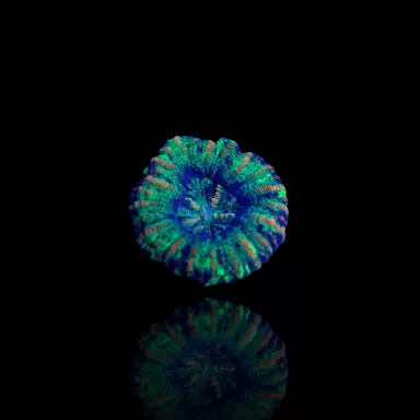 Acheter Scolymia WA Mini Green ? | Coralandfishstore.nl