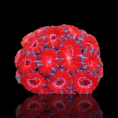 Acanthastrea  Ultra Australie bestellen ? l Coralandfishstore.nl