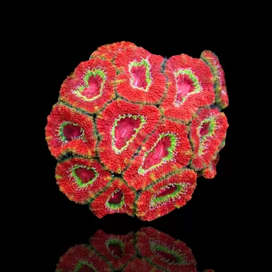 Acanthastrea  Ultra Australie bestellen ? l Coralandfishstore.nl