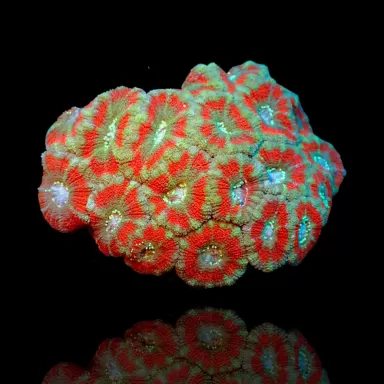 Acanthastrea  Ultra Australie bestellen ? l Coralandfishstore.nl