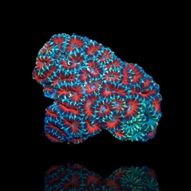 Acanthastrea  Ultra Australie bestellen ? l Coralandfishstore.nl