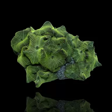 Discosoma sp. sortiert auf Felsen | Coralandfishstore.nl