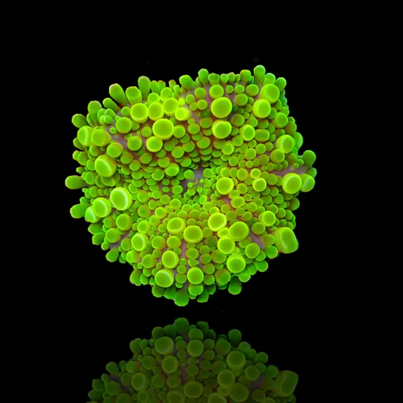 Ricordea Yuma Ultra Green kaufen | Coralandfishstore.nl