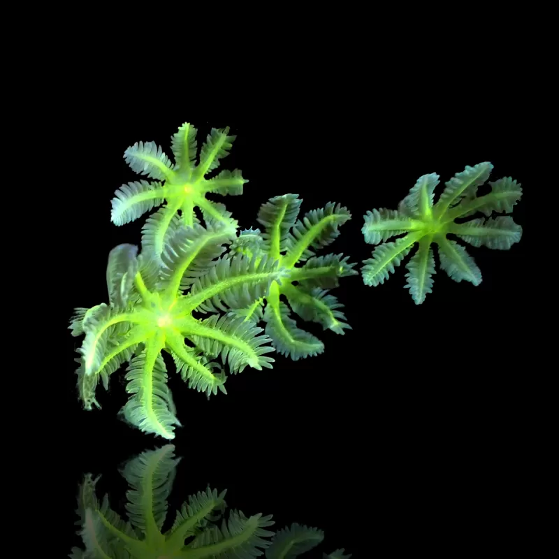 Clavularia sp.Winziger Fragment| Coralandfishstore.nl Clavularia sp.Winziger Fragment| Coralandfishstore.nl