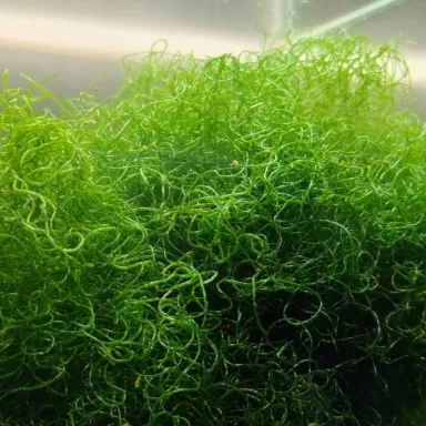 Chaetomorpha Algae K-chaeto kopen | Coralandfishstore.nl