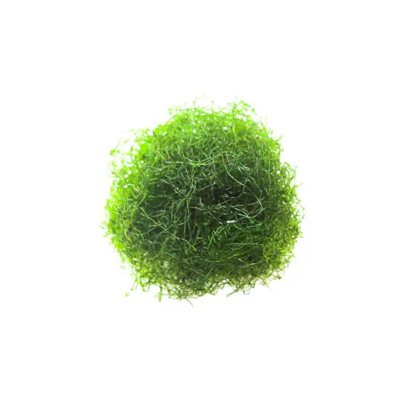 Chaetomorpha Algae K-chaeto Chaetomorpha Algae K-chaeto