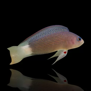 Manonichthys Alleni bestellen? l Coralandfishstore.nl