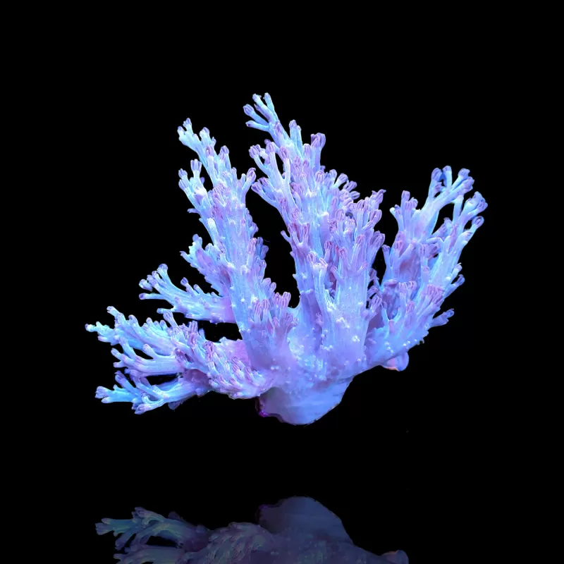 Cespitularia sp Fosfor Blue Kenya bestellen? l Coralandfishstore.nl Cespitularia sp Fosfor Blue Kenya bestellen? l Coralandfishstore.nl