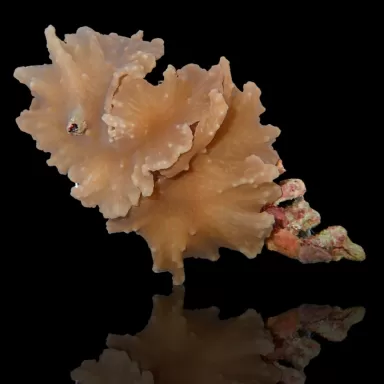 Sinularia Brassica M-size